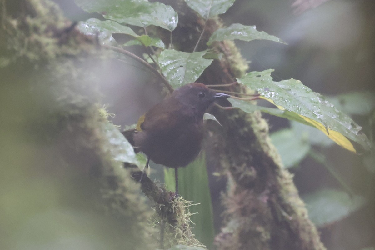 Malayan Laughingthrush - ML620780423