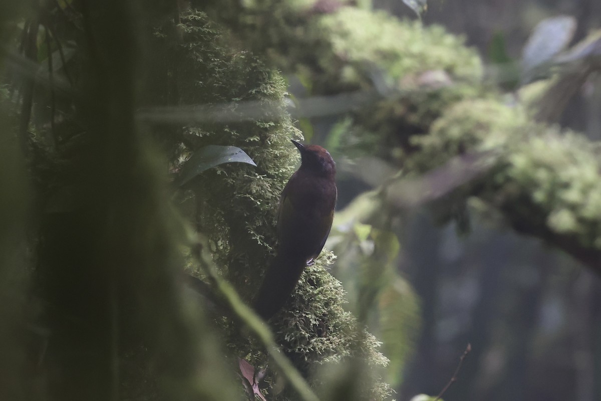 Malayan Laughingthrush - ML620780424