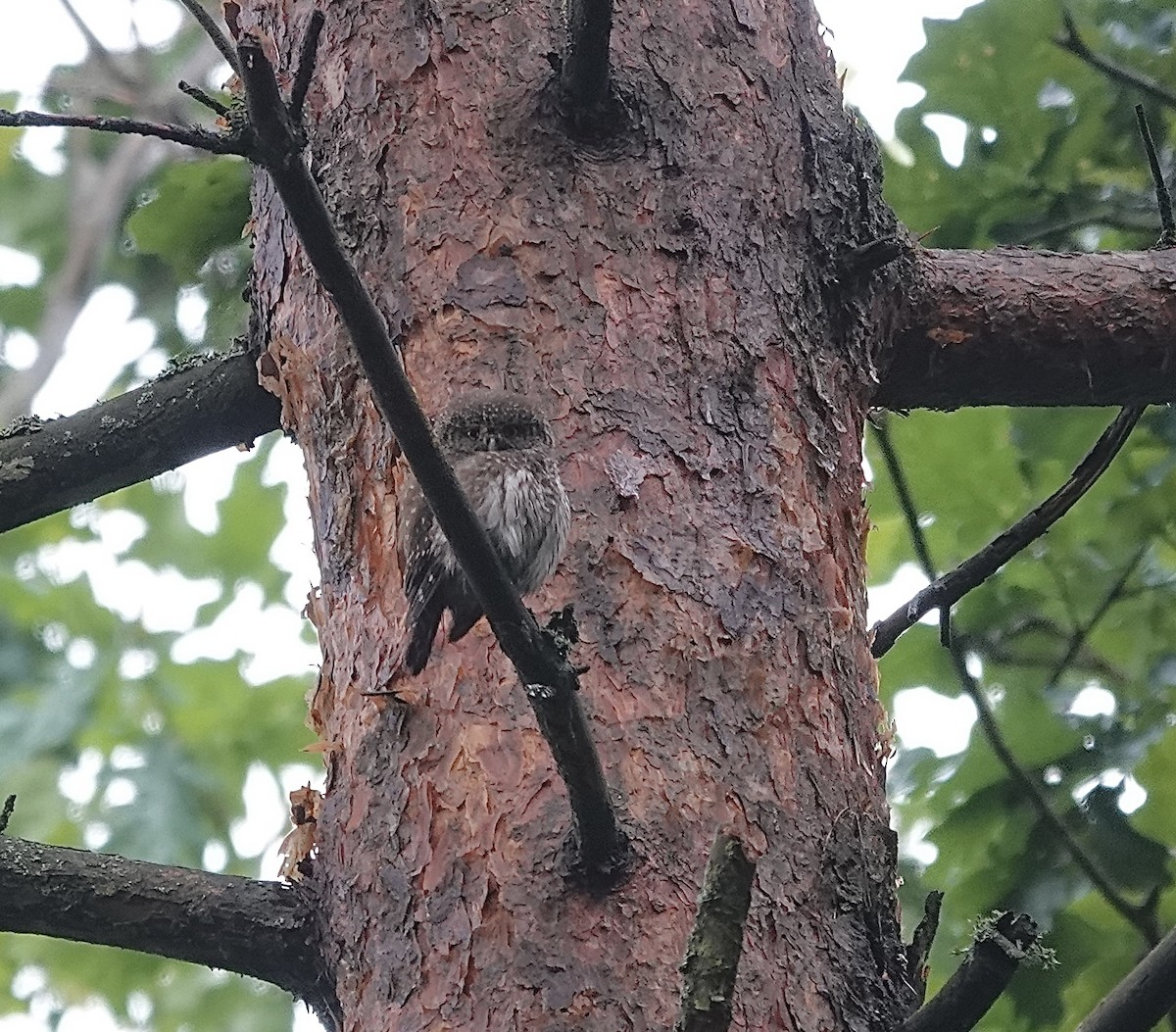 Eurasian Pygmy-Owl - ML620780426