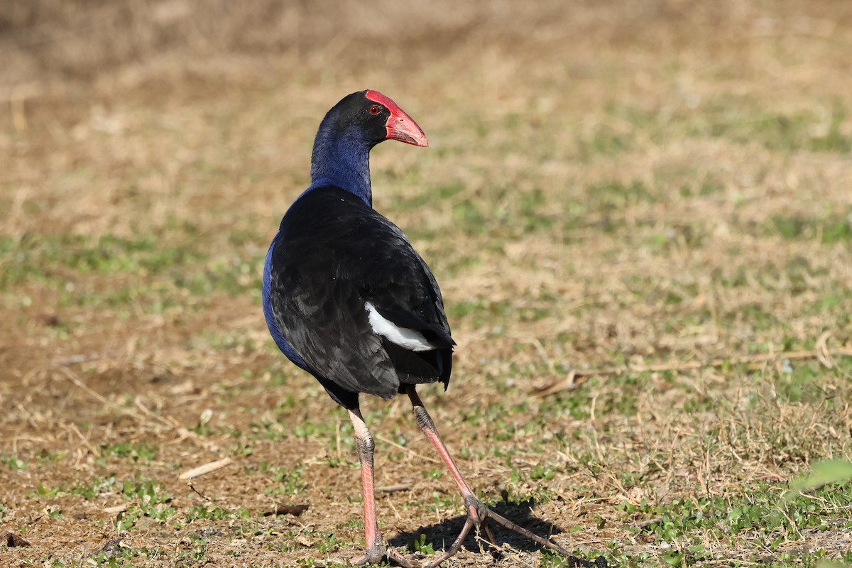 Australasian Swamphen - ML620780428