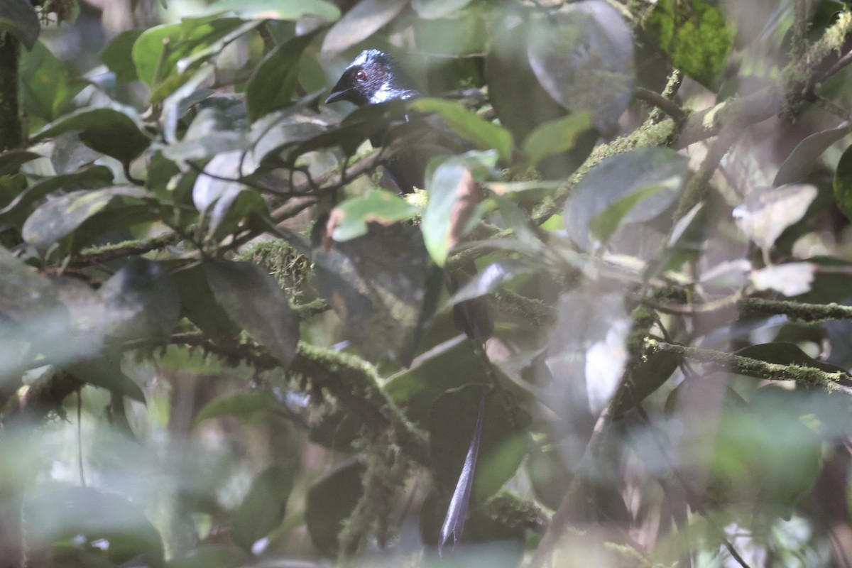 Greater Racket-tailed Drongo - ML620780429