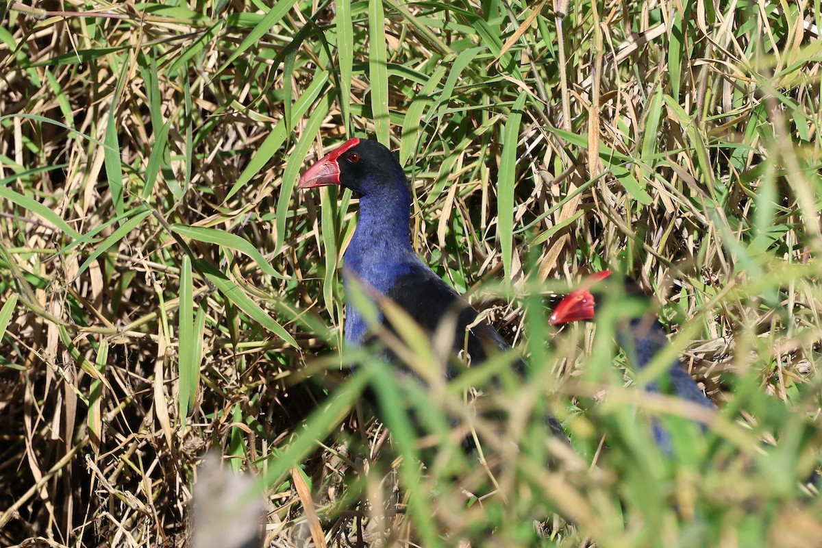 Australasian Swamphen - ML620780431