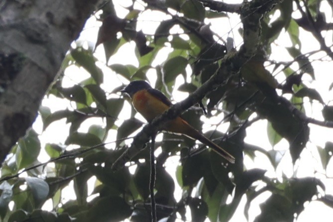 Minivet Gorjigrís - ML620780433