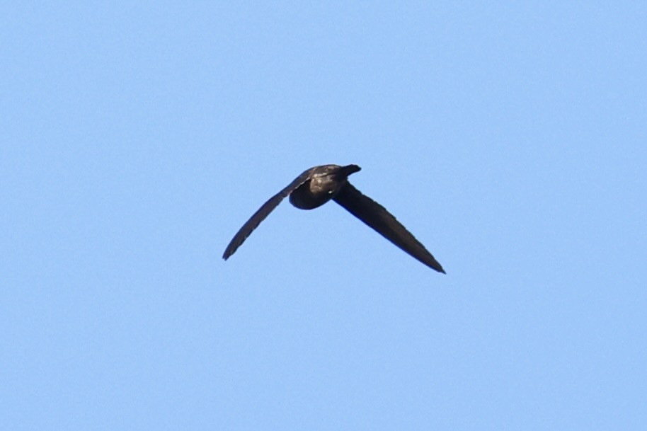 swiftlet sp. - ML620780434