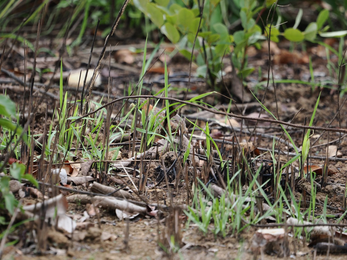 Barred Buttonquail - ML620780436