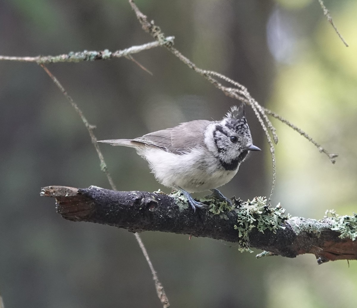 Crested Tit - ML620780437