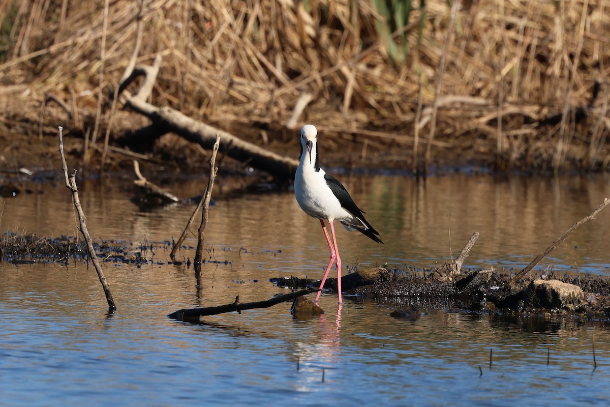 Pied Stilt - ML620780438