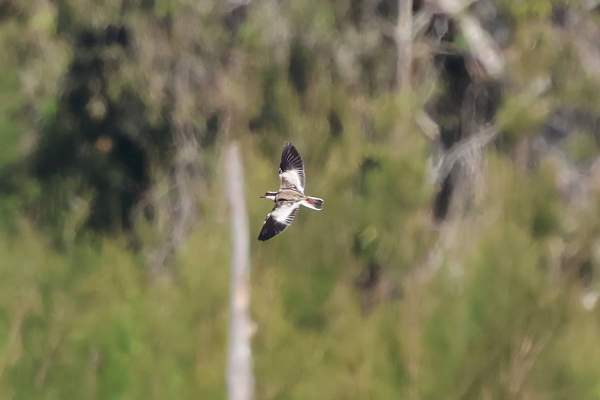 Black-fronted Dotterel - ML620780441