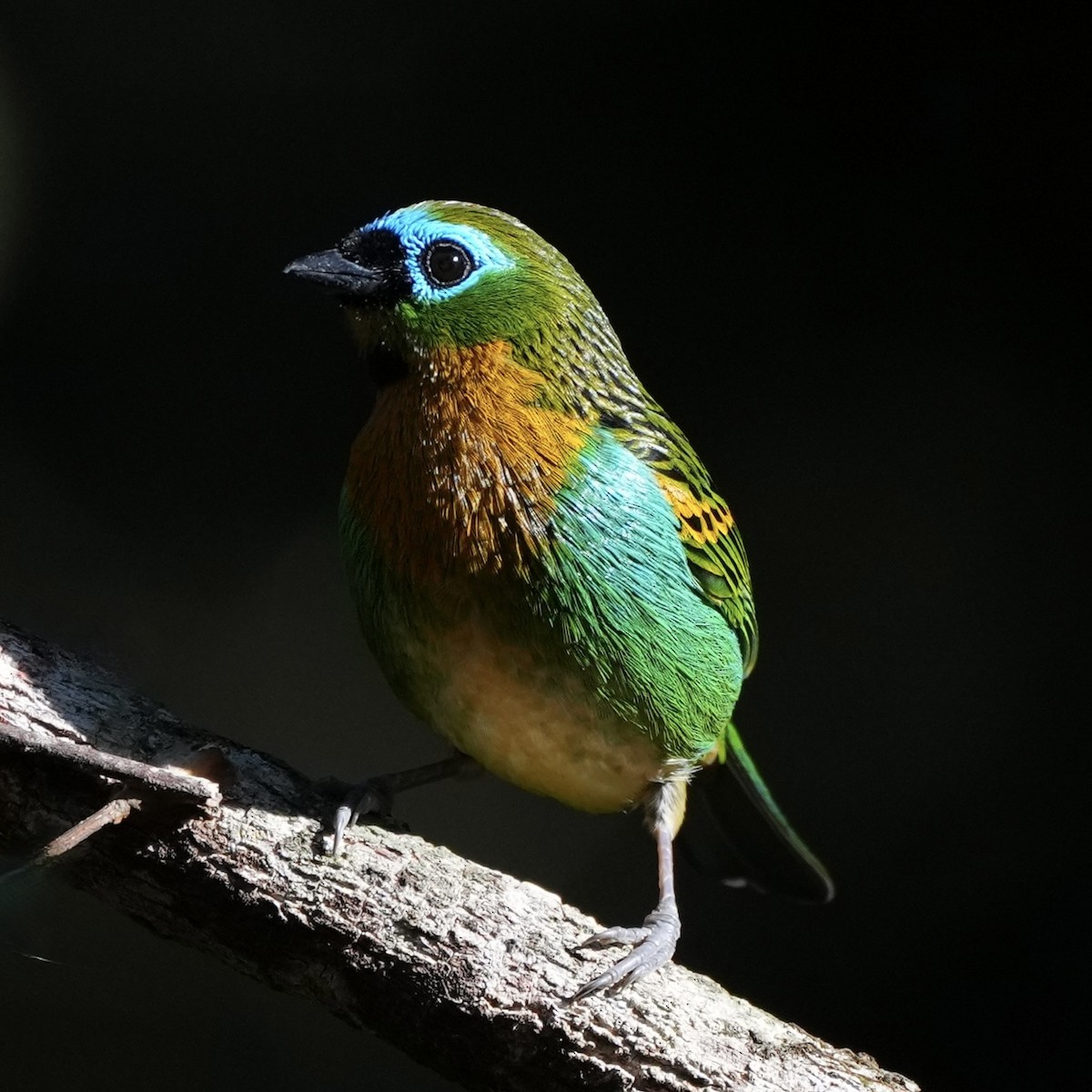 Brassy-breasted Tanager - ML620780443