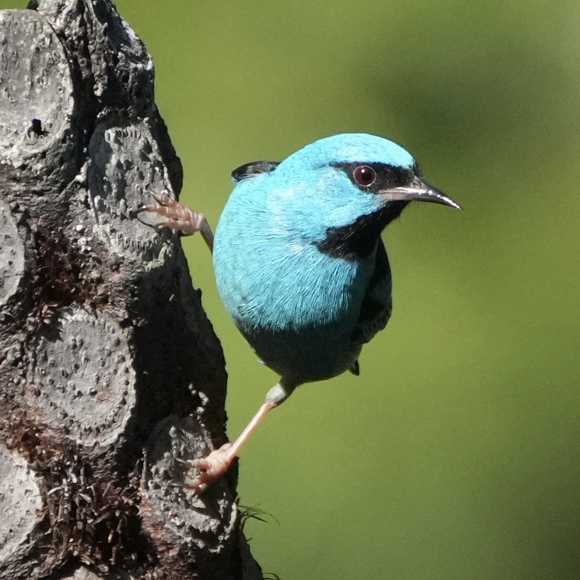 Blue Dacnis - ML620780444