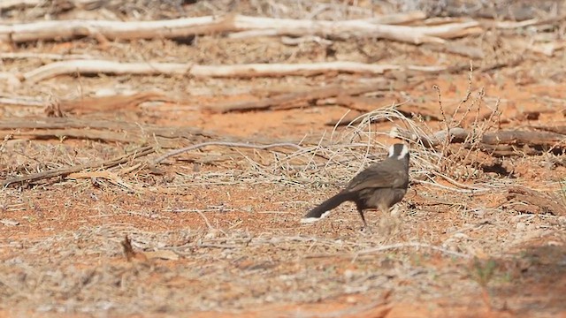 Hall's Babbler - ML620780449