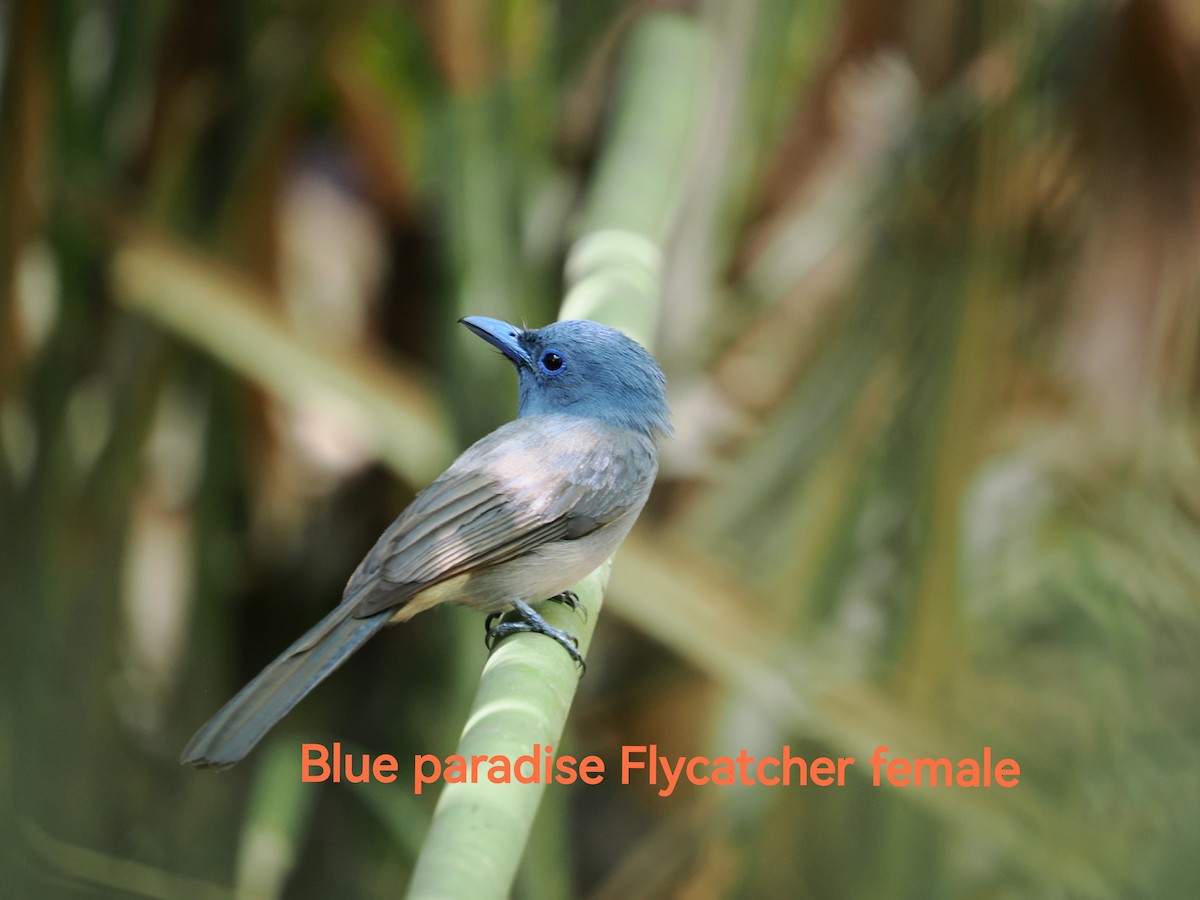 Blue Paradise-Flycatcher - julianna sim