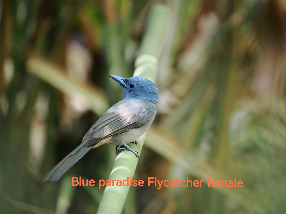 Blue Paradise-Flycatcher - ML620780450