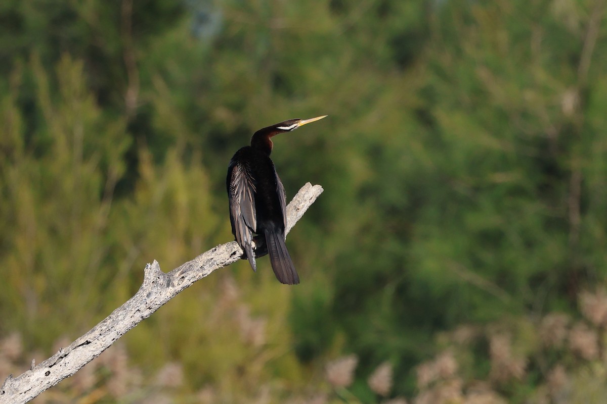 anhinga australská - ML620780457