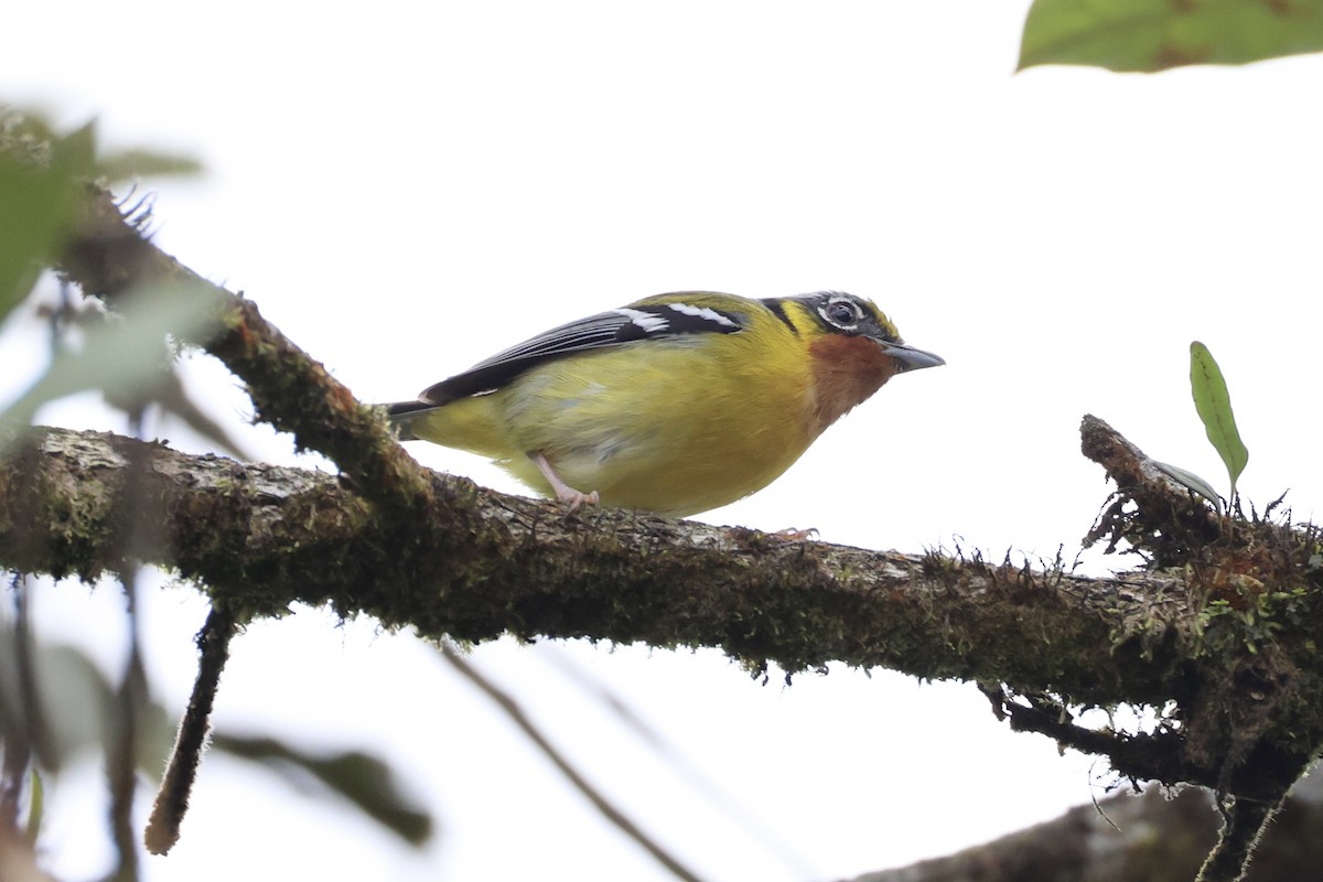 Black-eared Shrike-Babbler - ML620780460