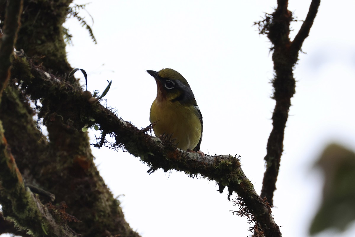 Black-eared Shrike-Babbler - ML620780465