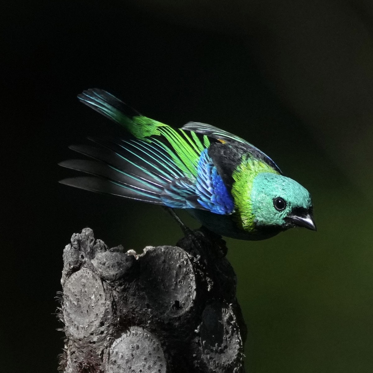 Green-headed Tanager - ML620780468