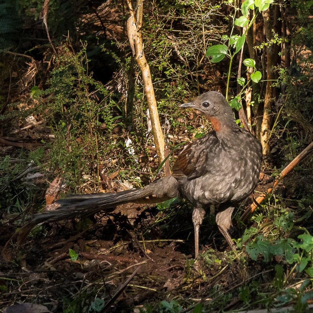 Superb Lyrebird - ML620780469