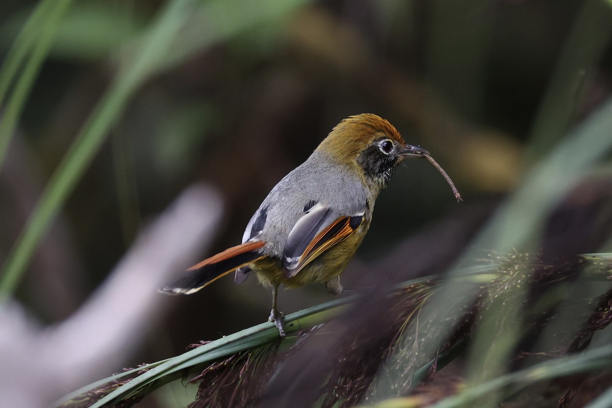 Chestnut-tailed Minla - ML620780479