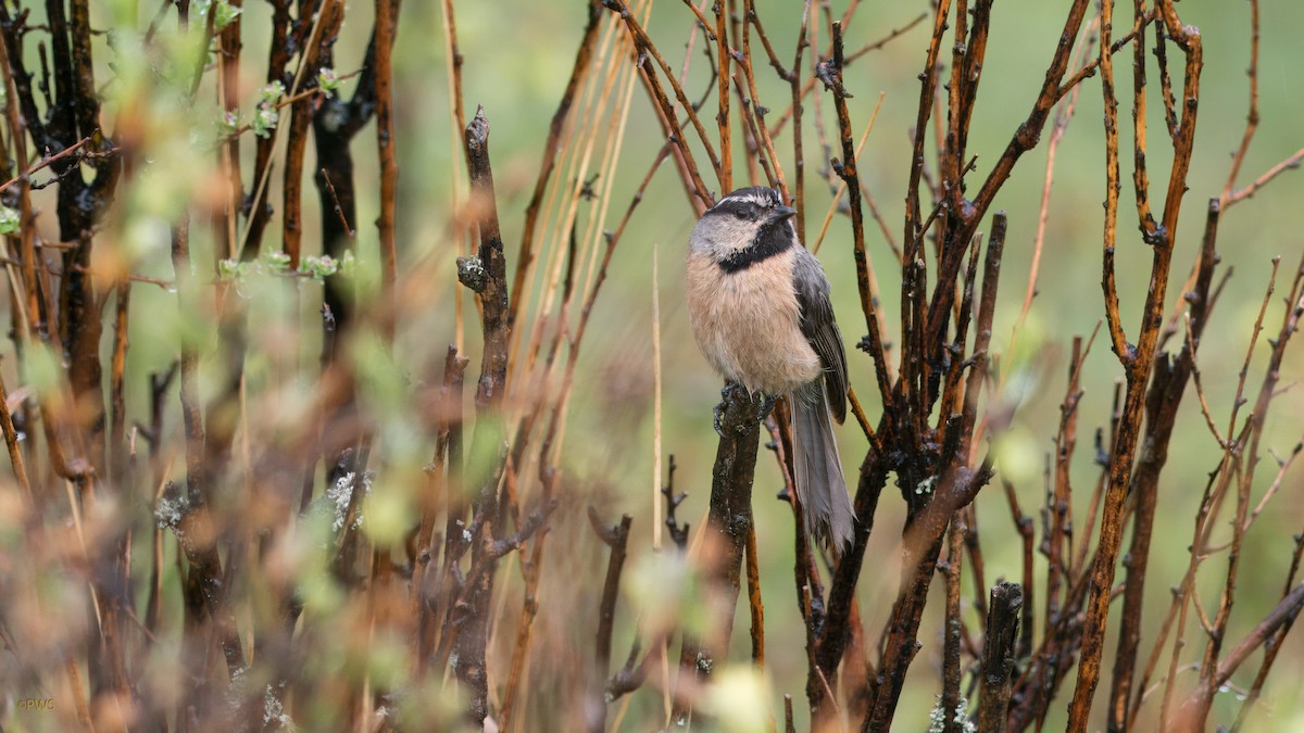 White-browed Tit - ML620780491