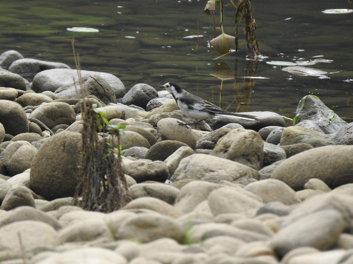 White Wagtail (Chinese) - ML620780493