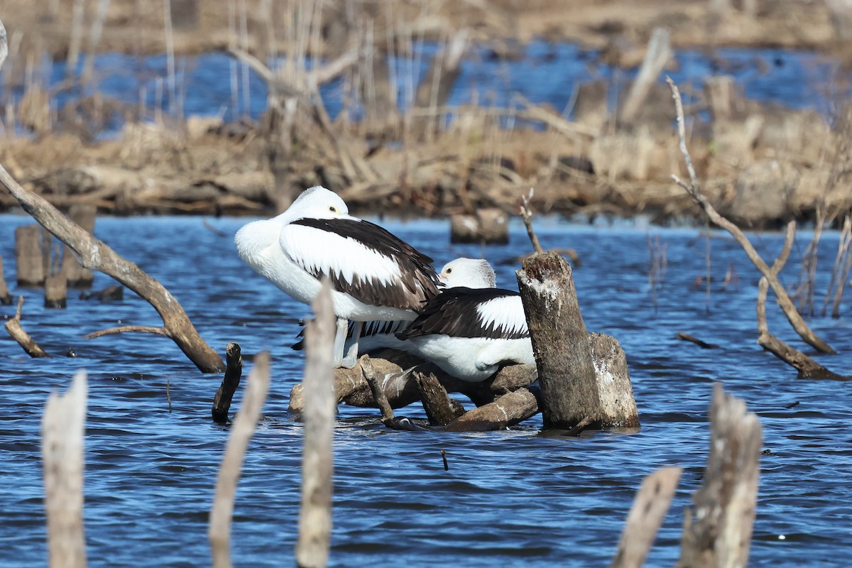 Australian Pelican - ML620780494