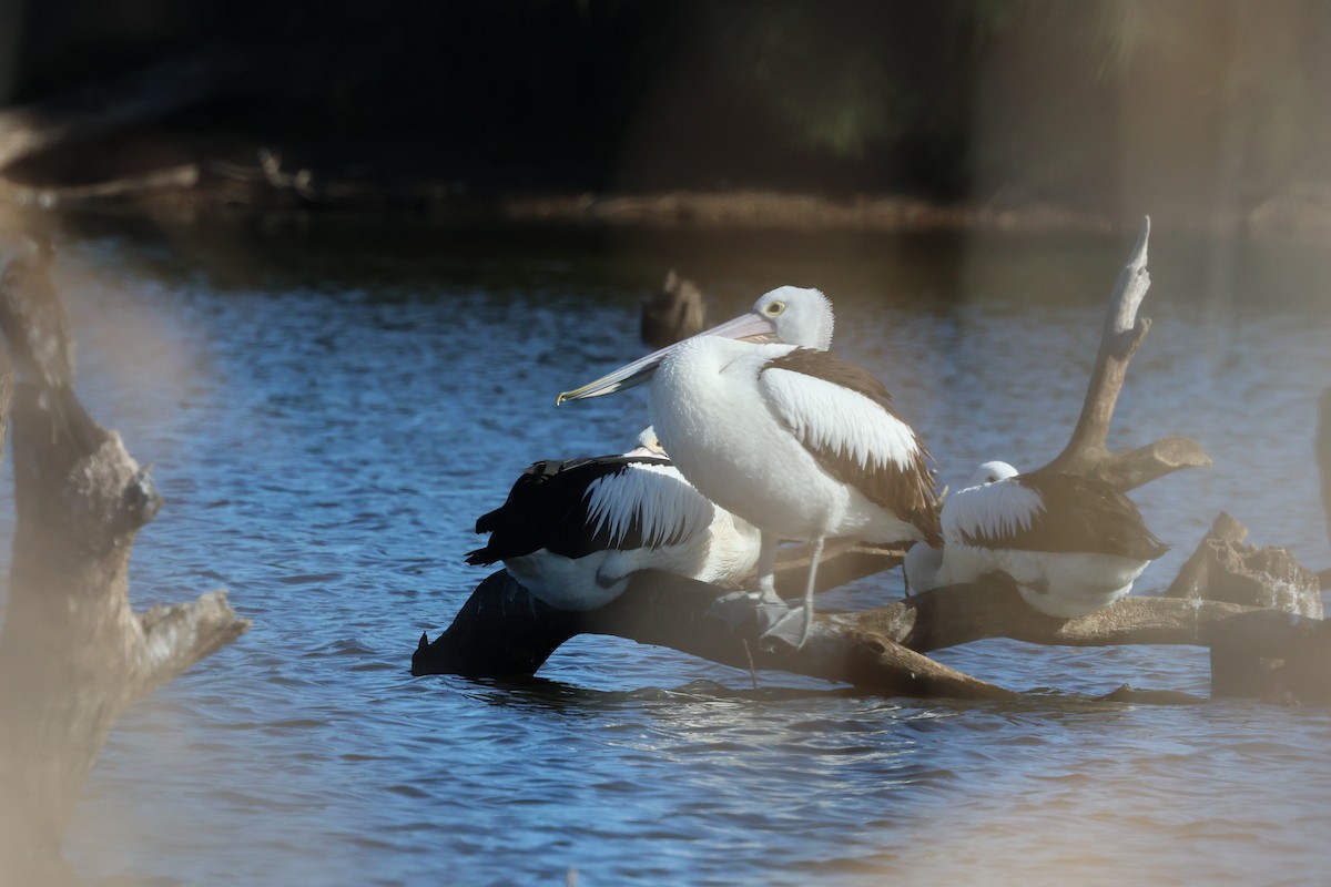 Australian Pelican - ML620780495