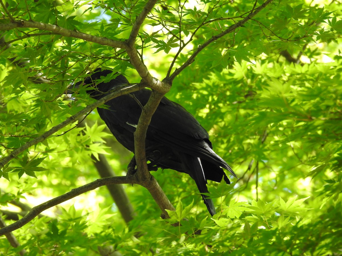 Large-billed Crow - ML620780496