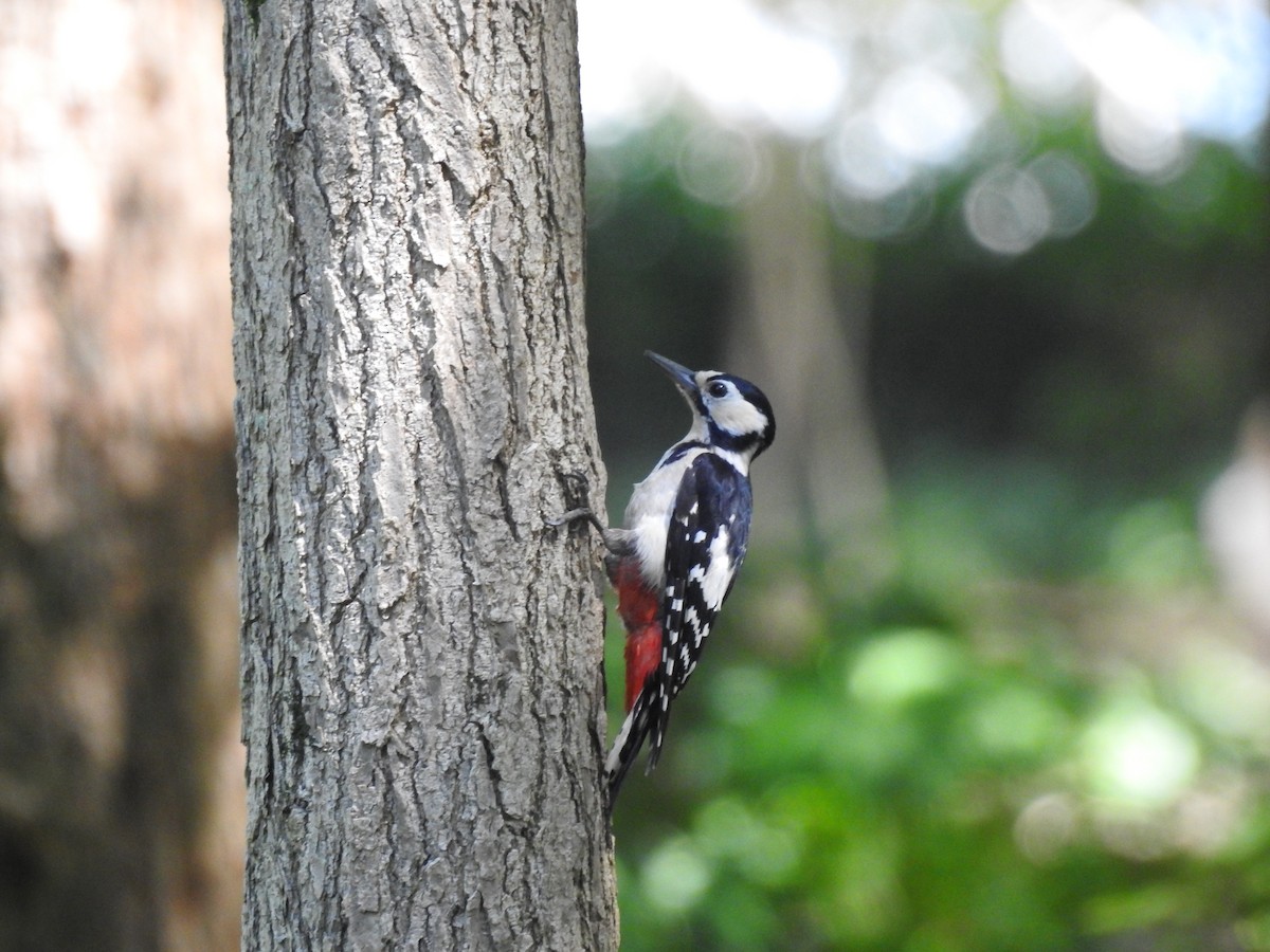 Great Spotted Woodpecker - ML620780500