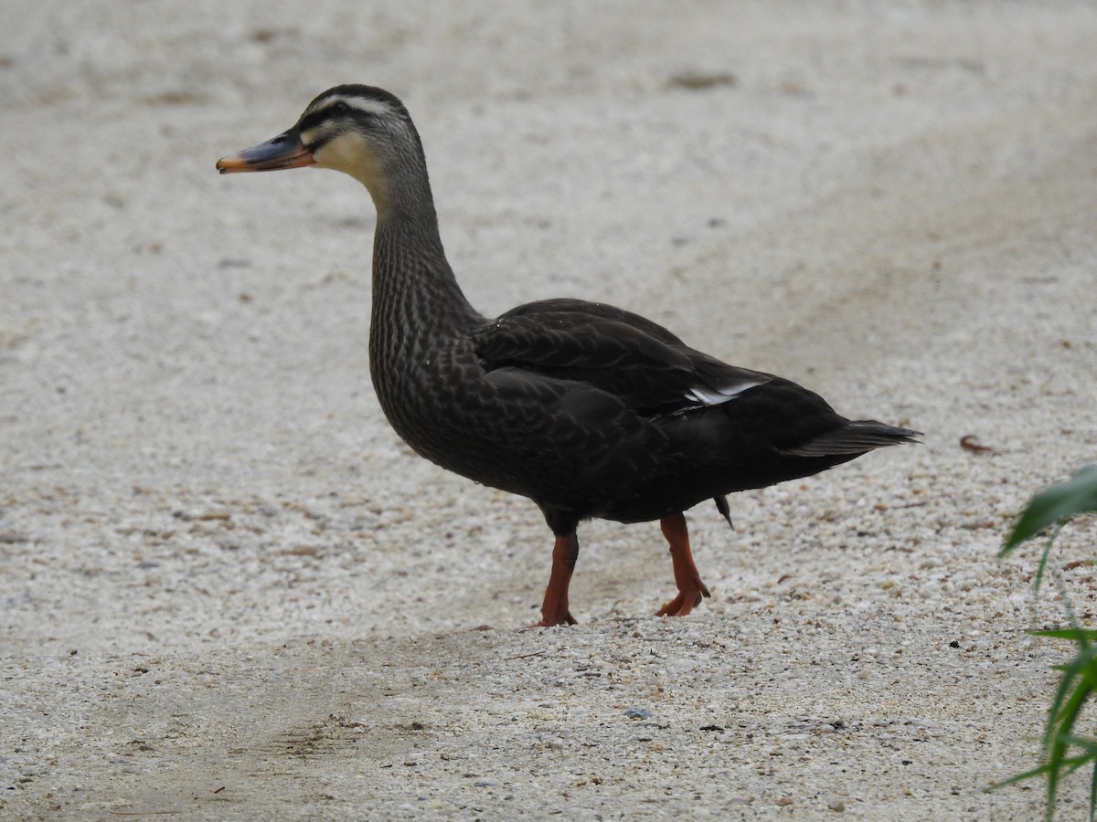 Eastern Spot-billed Duck - ML620780501