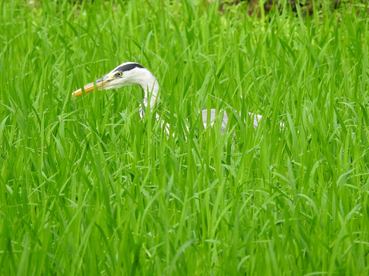 Gray Heron - ML620780502