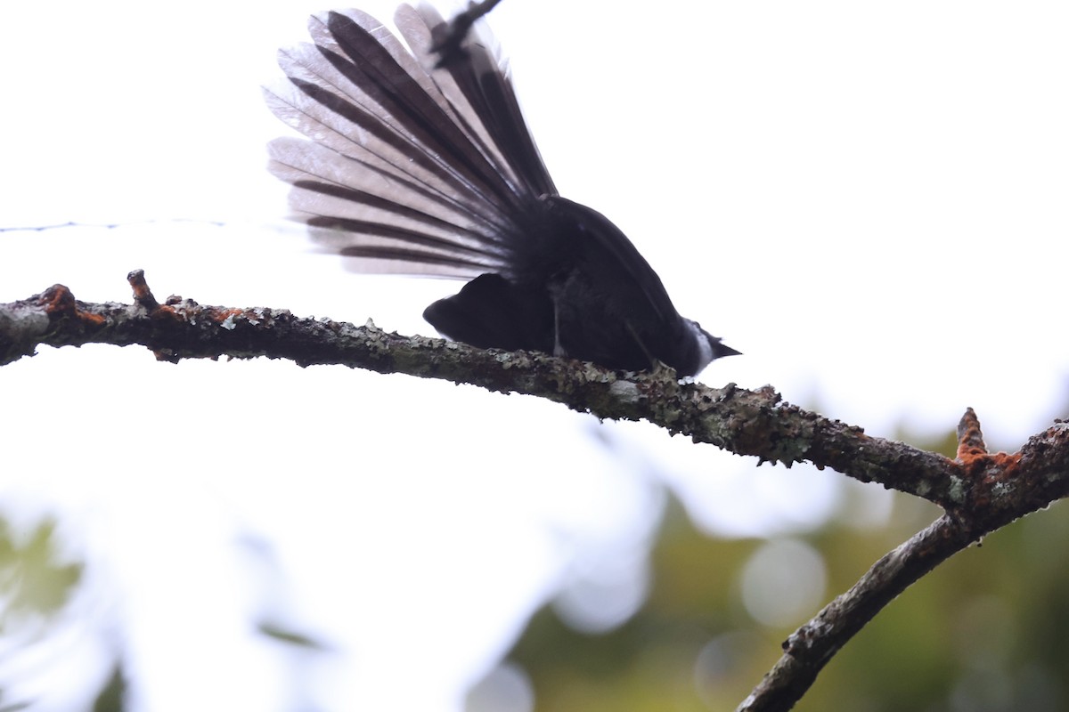 White-throated Fantail - ML620780503