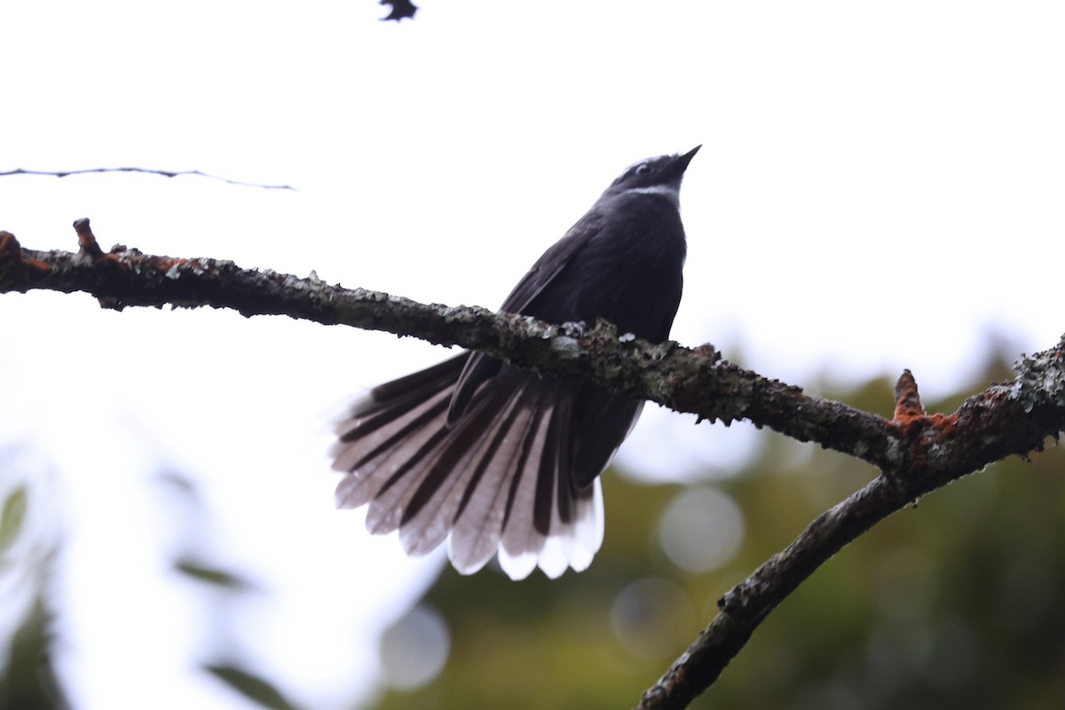 White-throated Fantail - ML620780504