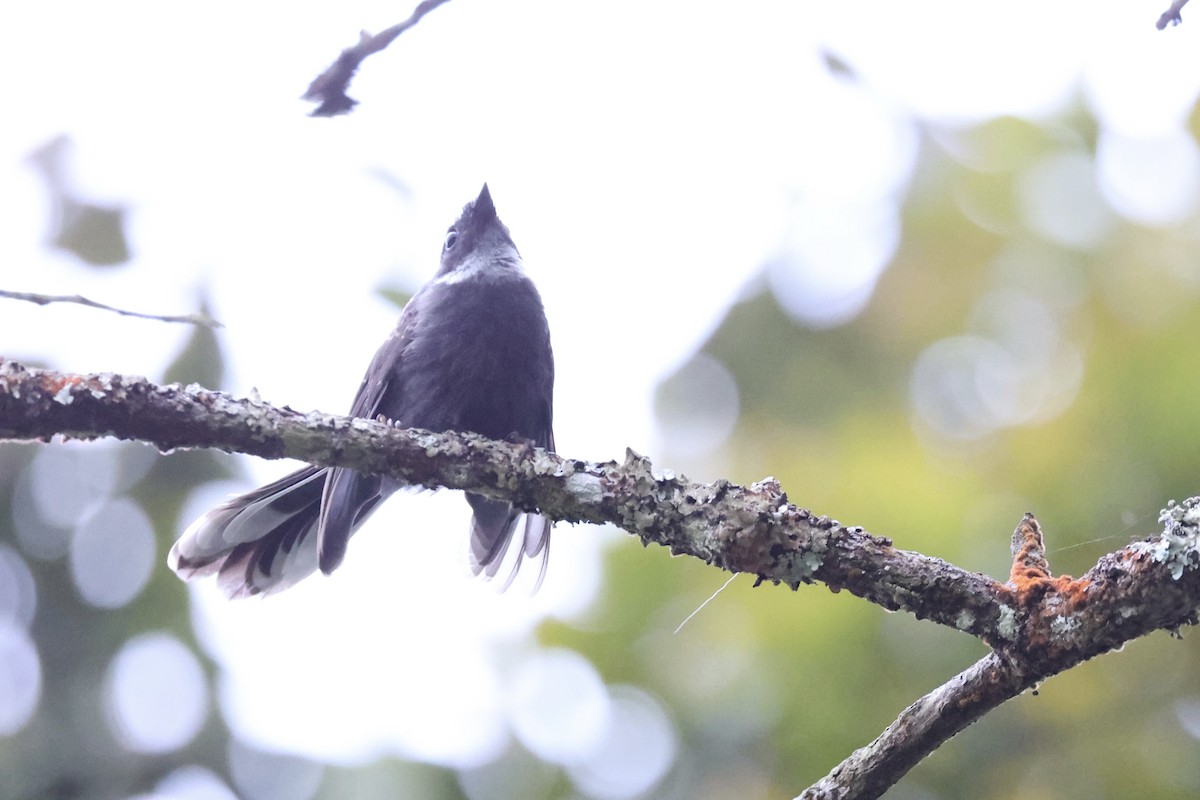 White-throated Fantail - ML620780505