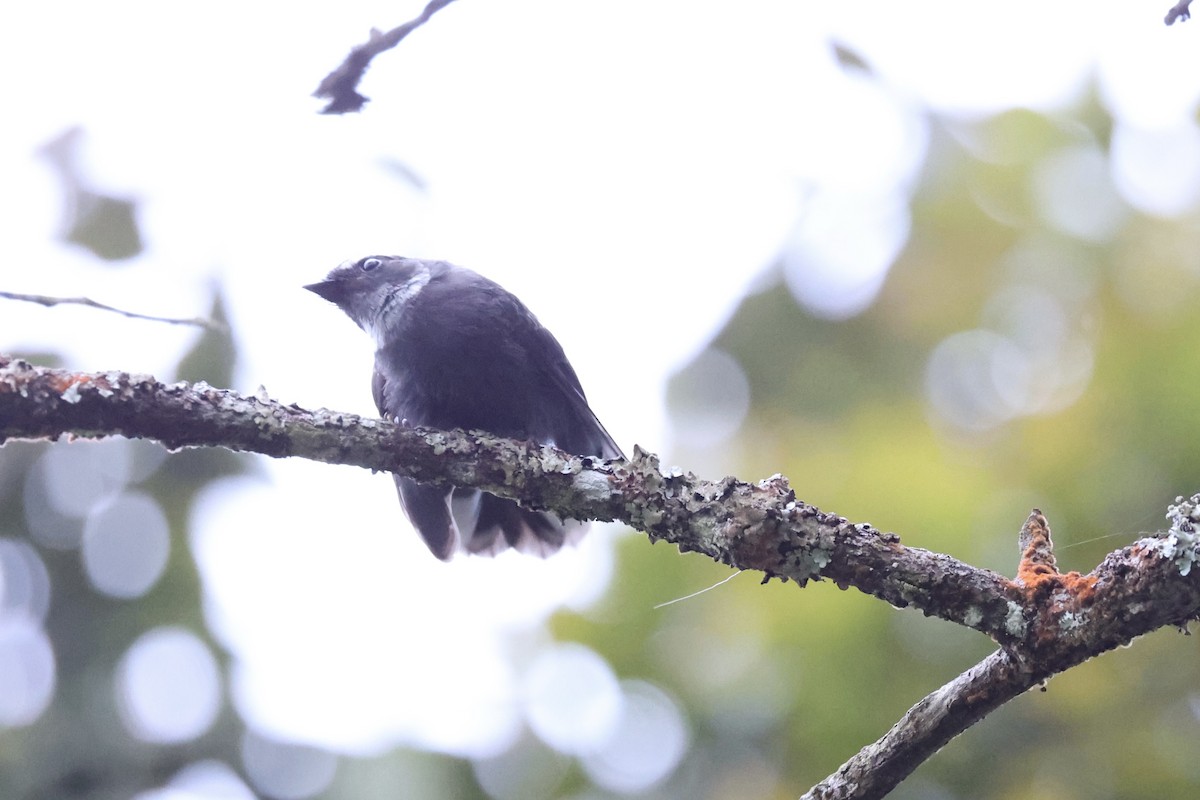 White-throated Fantail - ML620780506