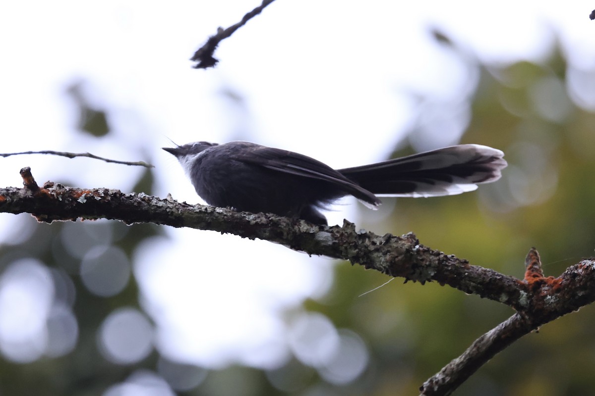 White-throated Fantail - ML620780507