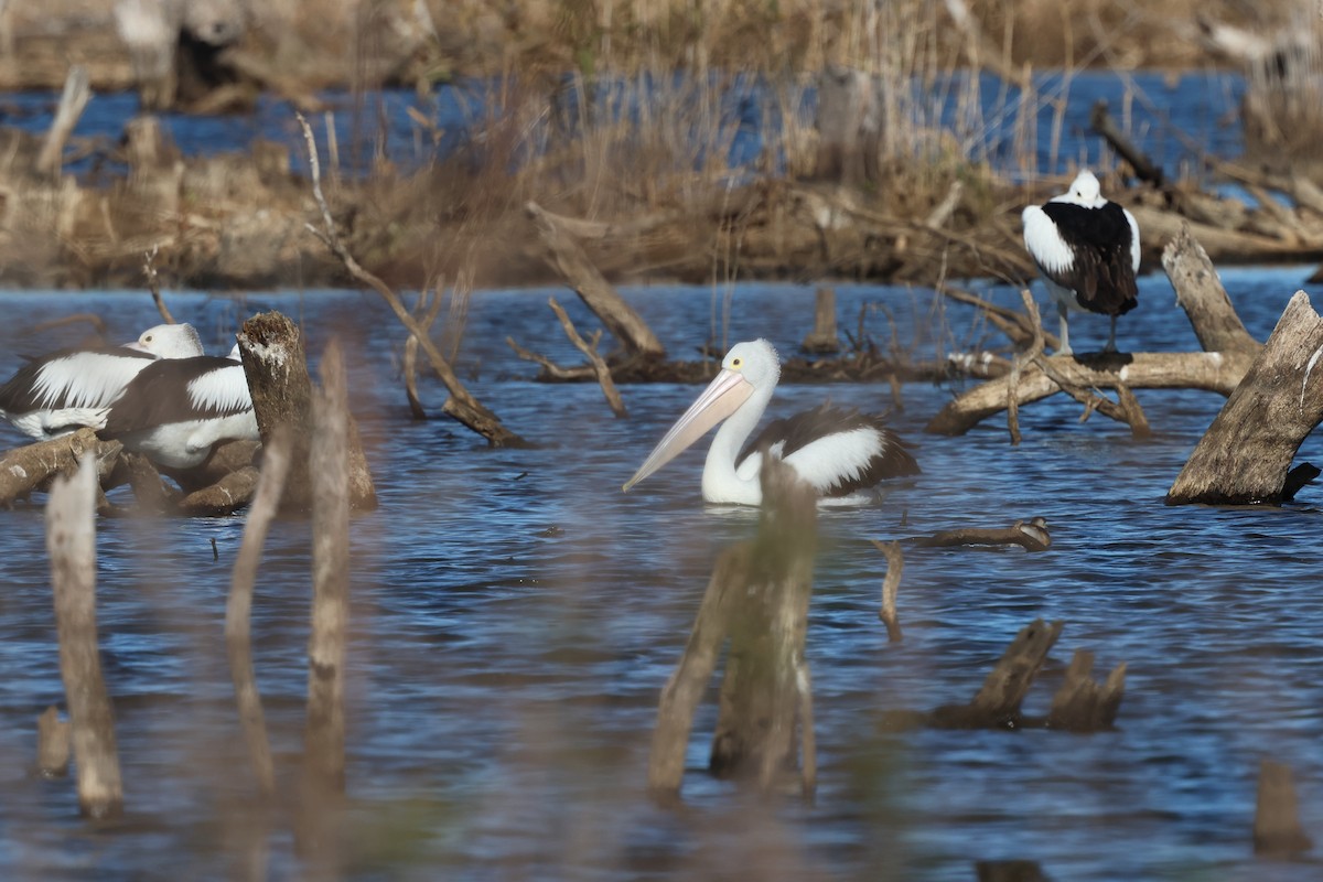 Australian Pelican - ML620780509