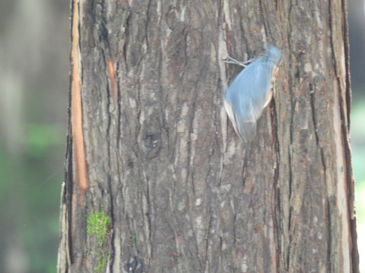 Eurasian Nuthatch - ML620780510