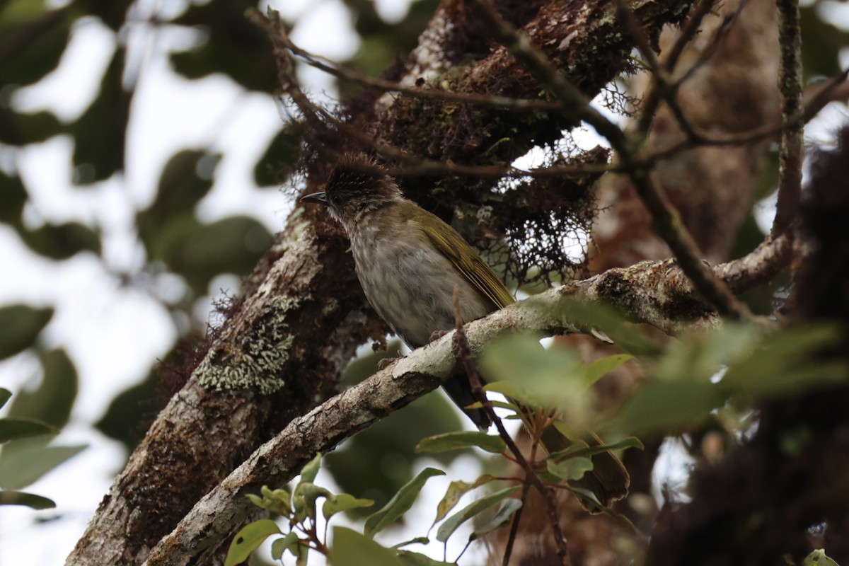 Mountain Bulbul - ML620780512