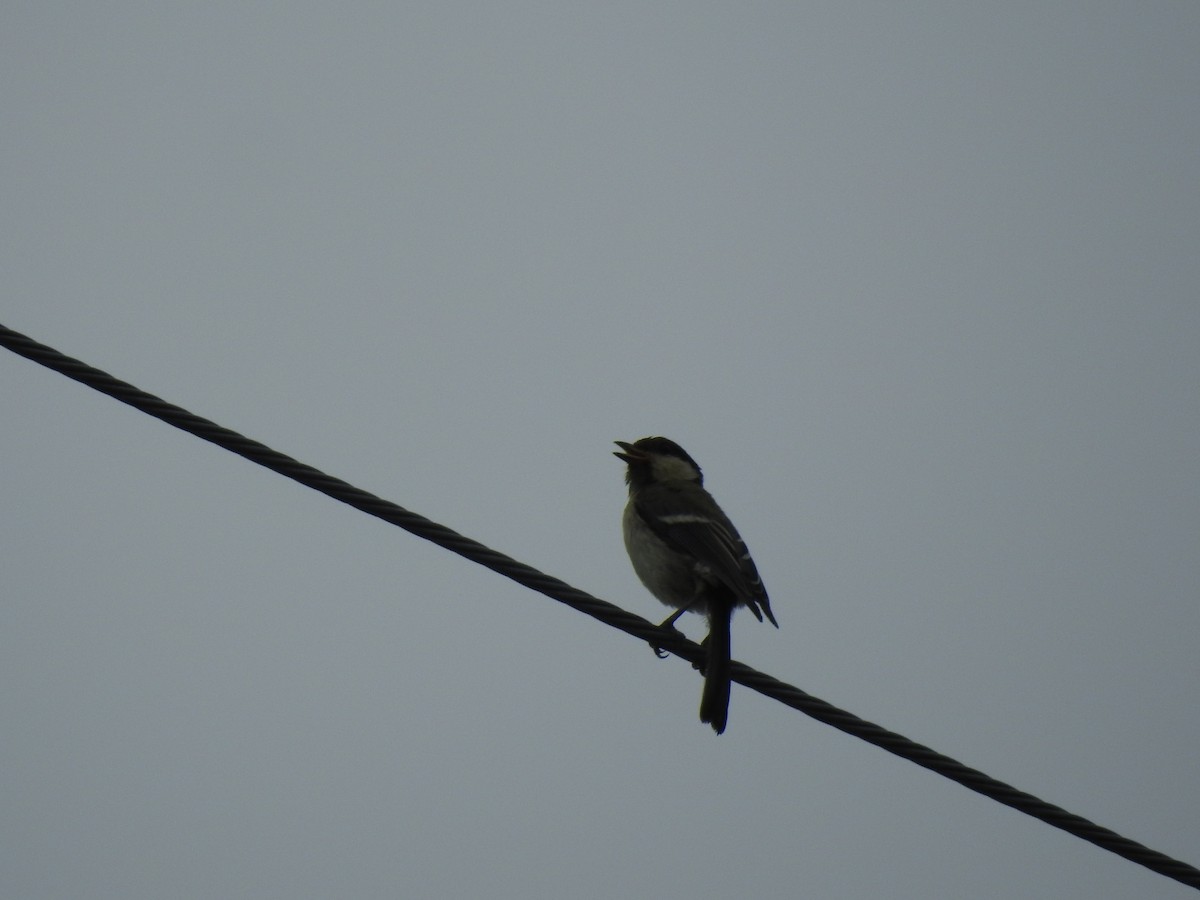 Japanese Tit - ML620780514