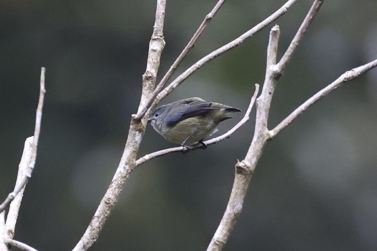 Fire-breasted Flowerpecker - ML620780517