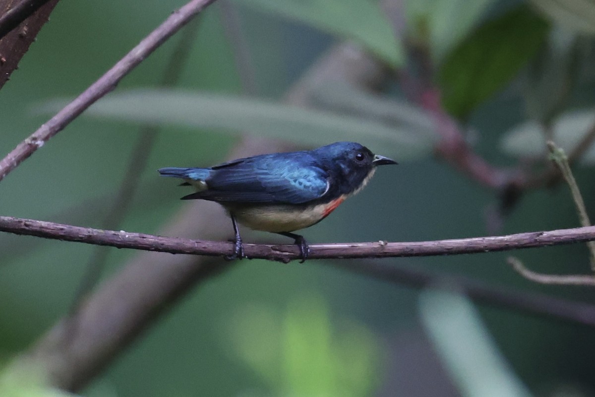 Fire-breasted Flowerpecker - ML620780518