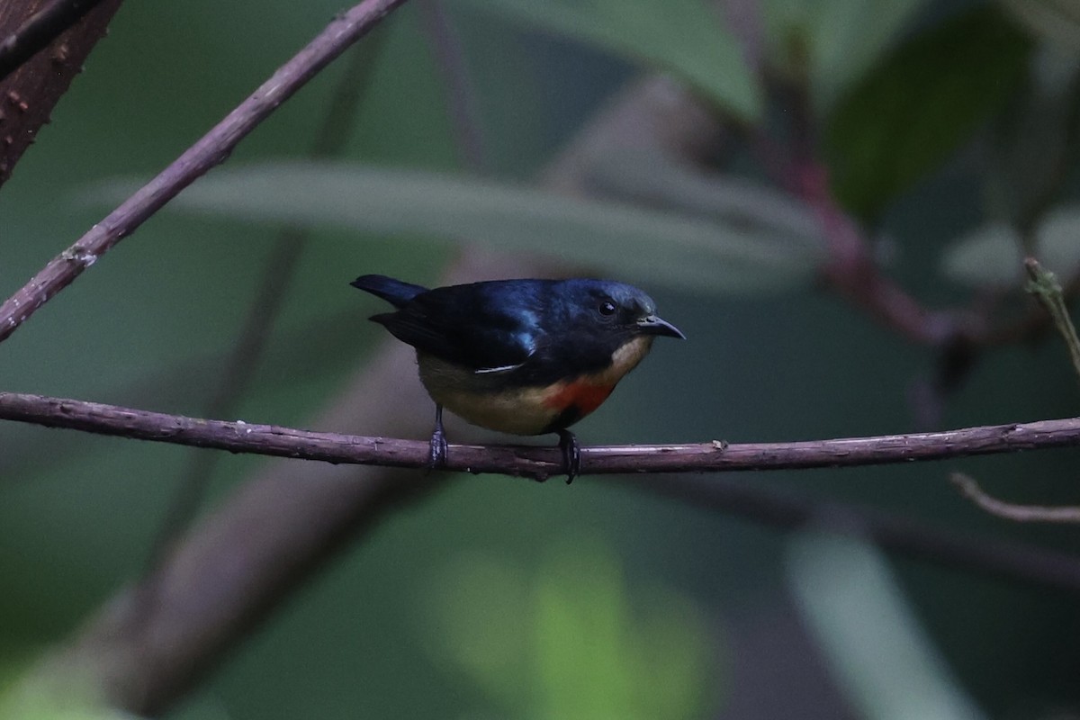 Fire-breasted Flowerpecker - ML620780519