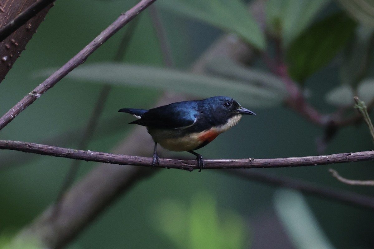 Fire-breasted Flowerpecker - ML620780520