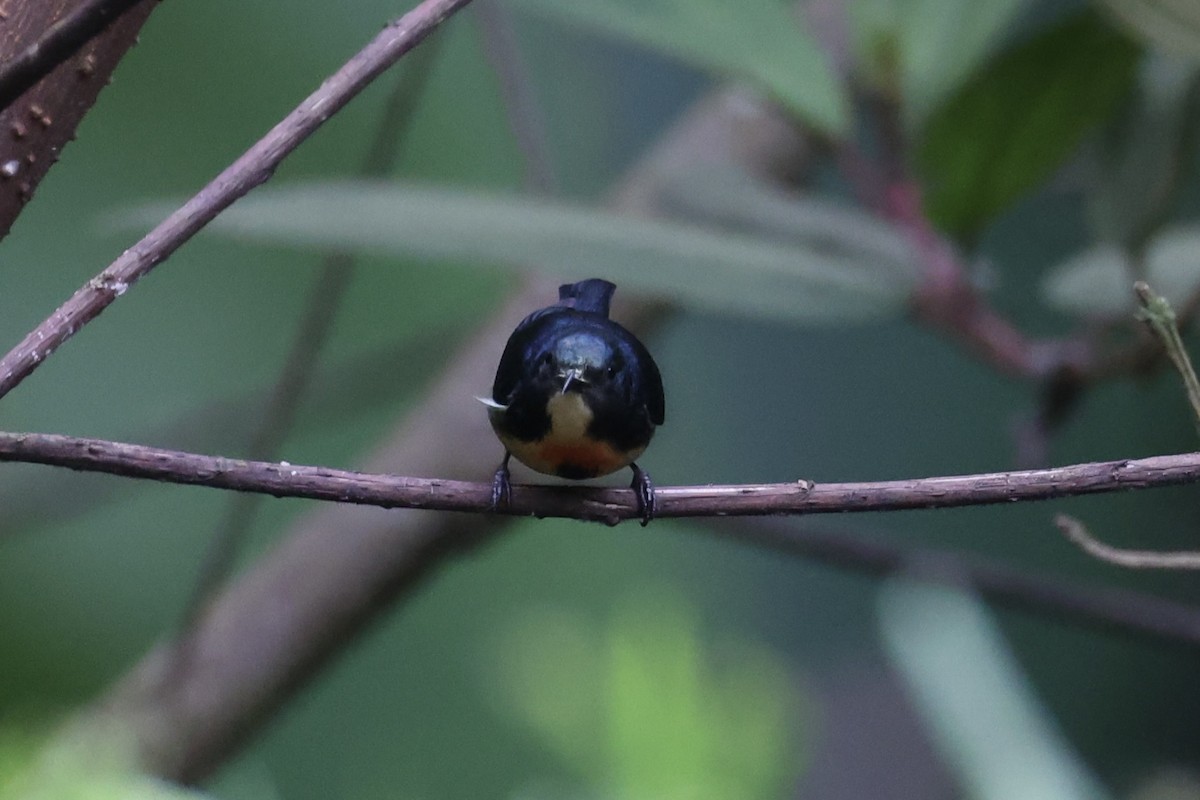 Fire-breasted Flowerpecker - ML620780521