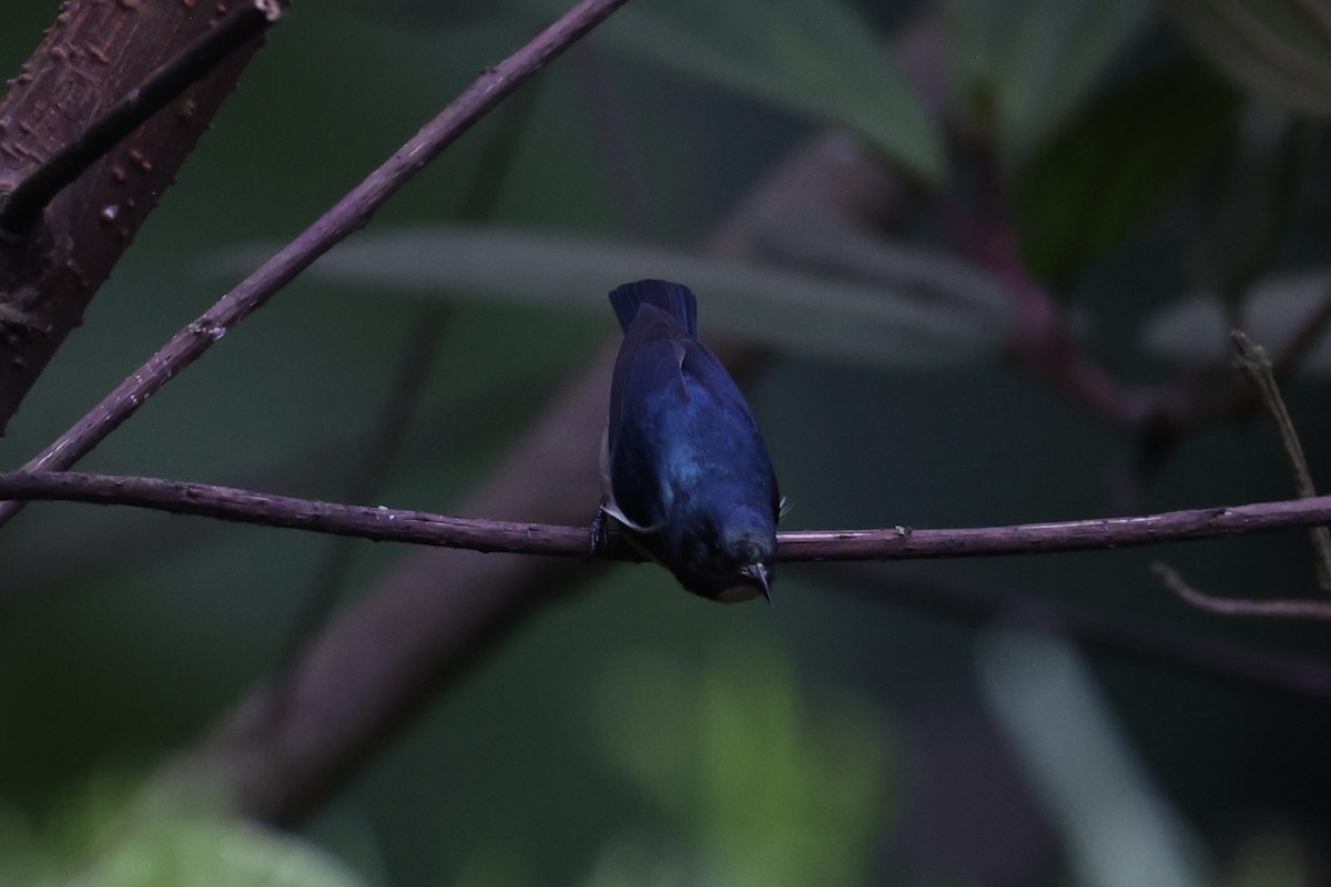 Fire-breasted Flowerpecker - ML620780522