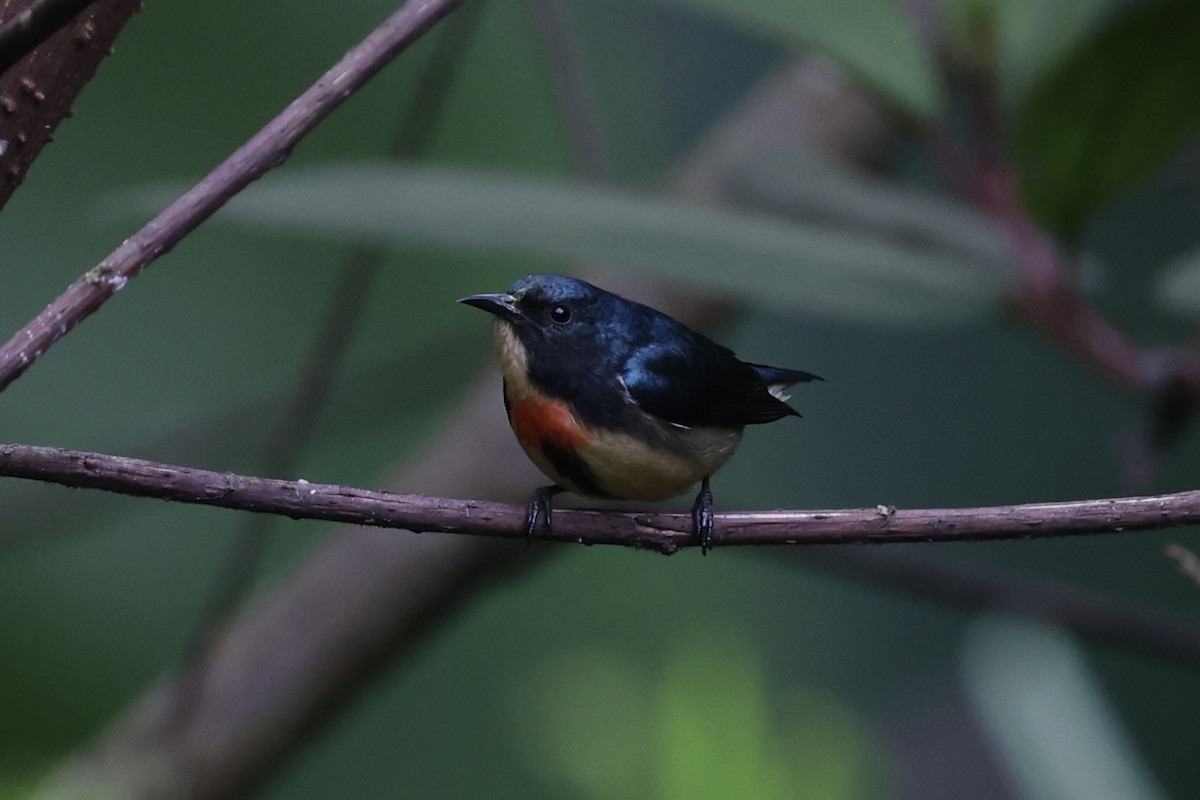 Fire-breasted Flowerpecker - ML620780523