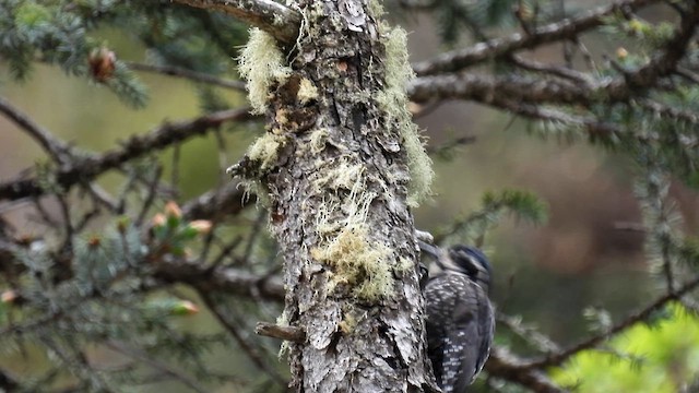 Дятел трипалий (підвид funebris) - ML620780525