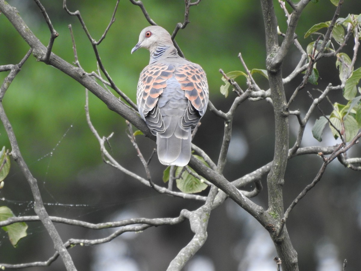 Oriental Turtle-Dove - ML620780526