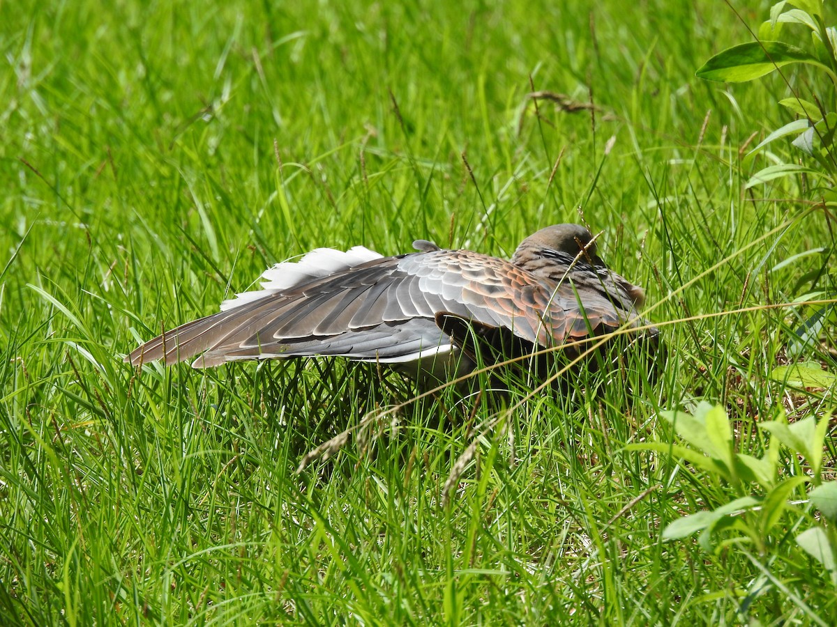 Oriental Turtle-Dove - ML620780527